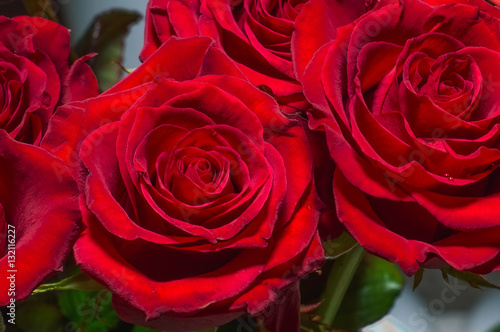 Closeup of beautiful red roses. Flower background.