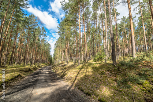 Landscape of road through pine forest in spring sunny day