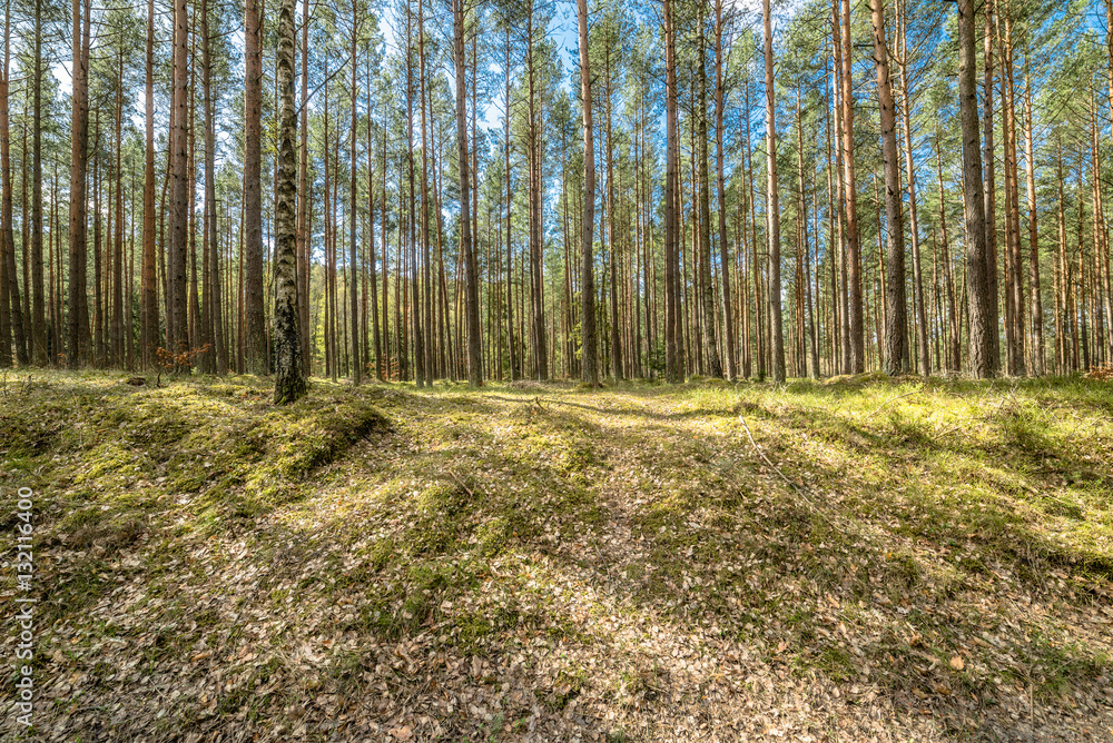 Fototapeta premium Beautiful landscape with pine forest in spring sunny day, Poland