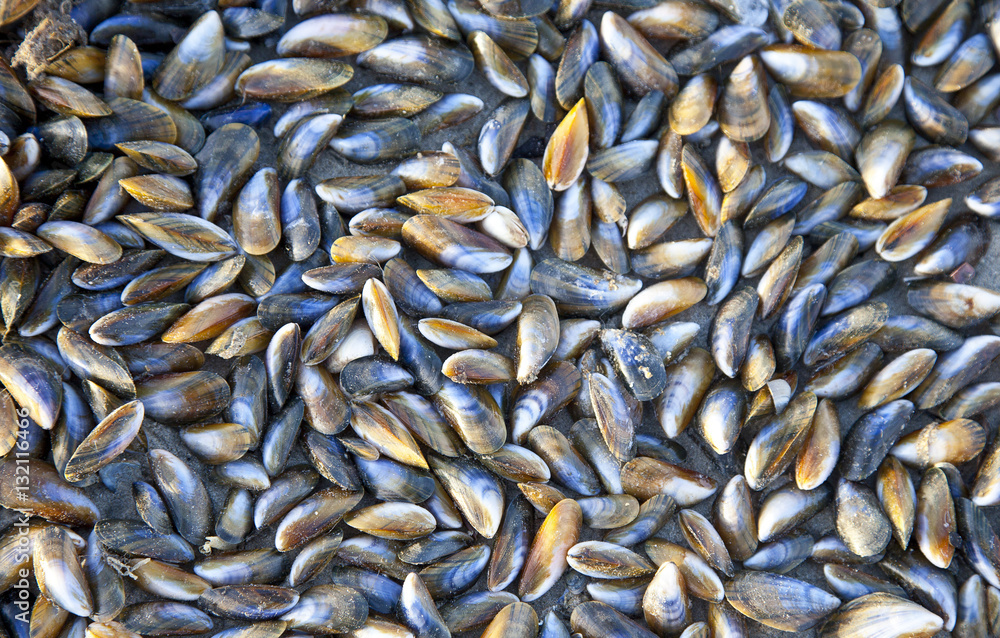 Huge pile of mussels on beach in The Netherlands Huge pile of mussels on beach in The Netherlands