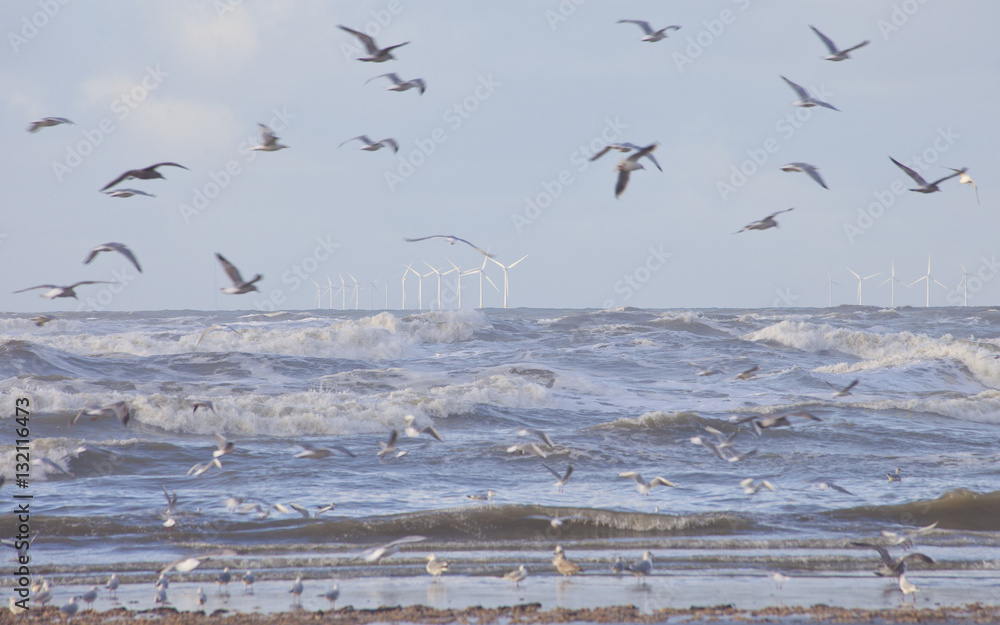 View at windmill park in sea in The Netherlands near Velsen with seagulls