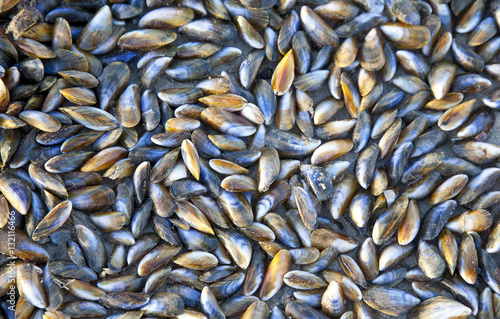 Huge pile of mussels on beach in The Netherlands photo