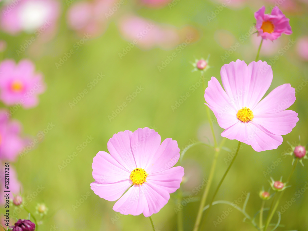 Pink cosmos flower with green blur background 6 Pink cosmos flower with green blur background 6
