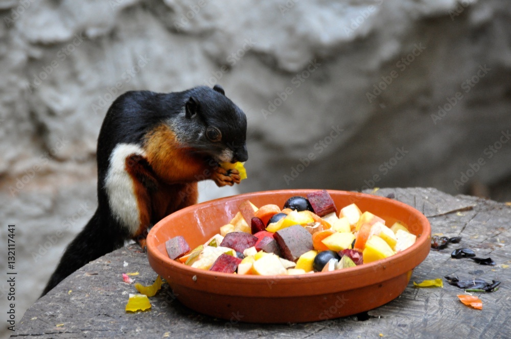 Zoo Animal Food Stock Photo Adobe Stock