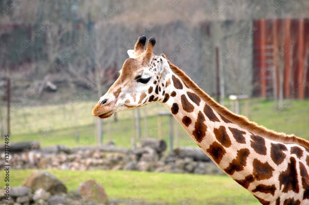 Zoo giraffe