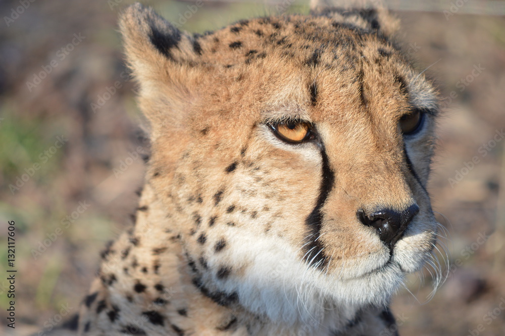 tigre big cat leopard tigre big cat leopard