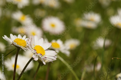 Petites marguerites