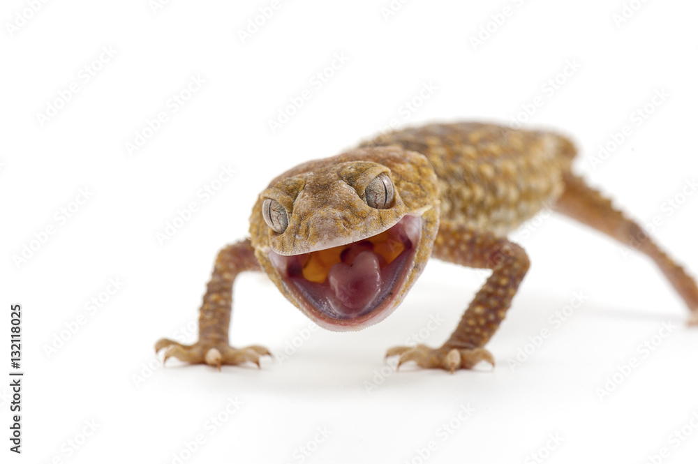 Naklejka premium gecko isolated on white