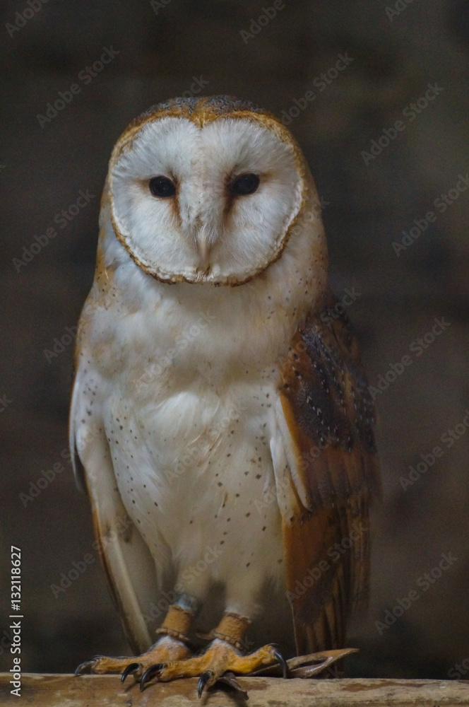 Obraz premium Effraie des clochers