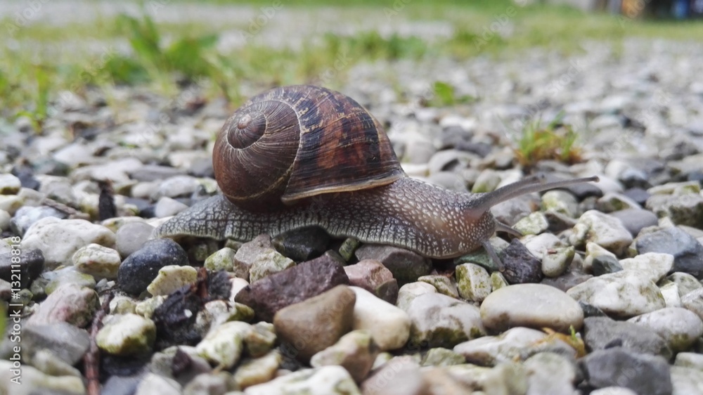 Chiocciola lumaca su sassi bianchi e grigi