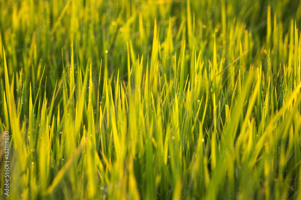 soft focus of grass and dew