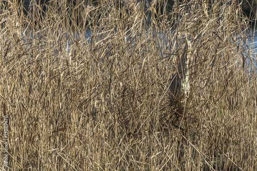 Common bittern (Botaurs stellaris) photo