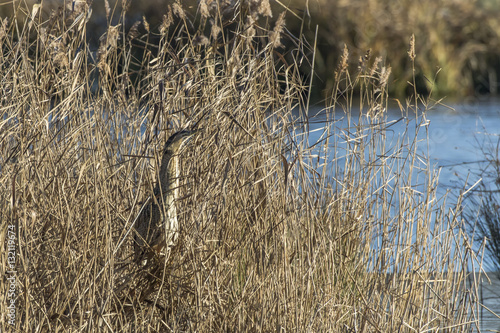 Common bittern (Botaurs stellaris) photo