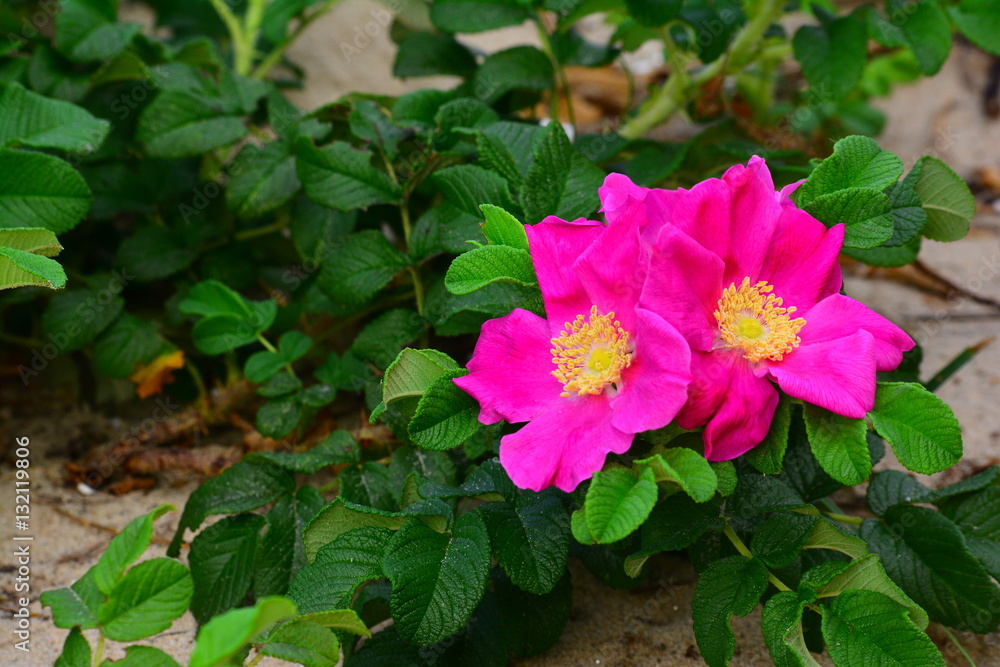 바닷가의 야생장미