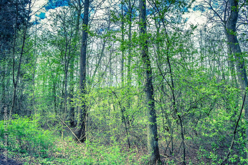 Obraz premium Rural landscape with spring forest, fresh green trees