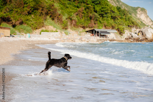 dog jump into the sea