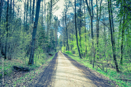 Rural landscape with road in spring forest  fresh green trees  cross process