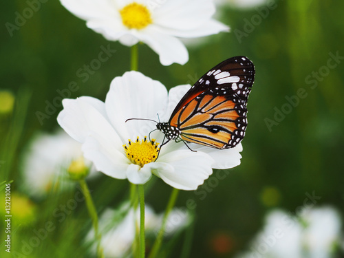 butterfly on white cosmos flowers fields. © pkanchana