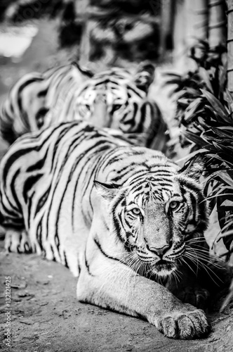 Fototapeta Naklejka Na Ścianę i Meble -  tiger lay on the ground with dramatic tone