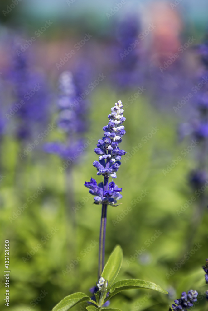Selective focus Blue Salvia flower over blurry garden background, outdoor day light Selective focus Blue Salvia flower over blurry garden background, outdoor day light
