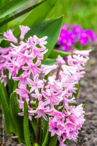 Pink hyacinth in the garden  spring flowers  macro