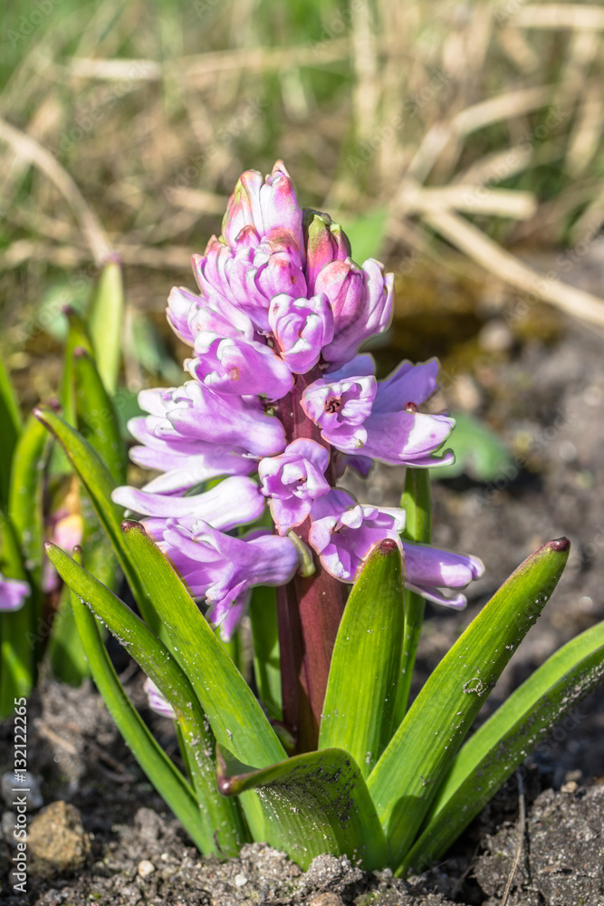 Pink hyacinth in the garden, spring flowers, macro Pink hyacinth in the garden, spring flowers, macro