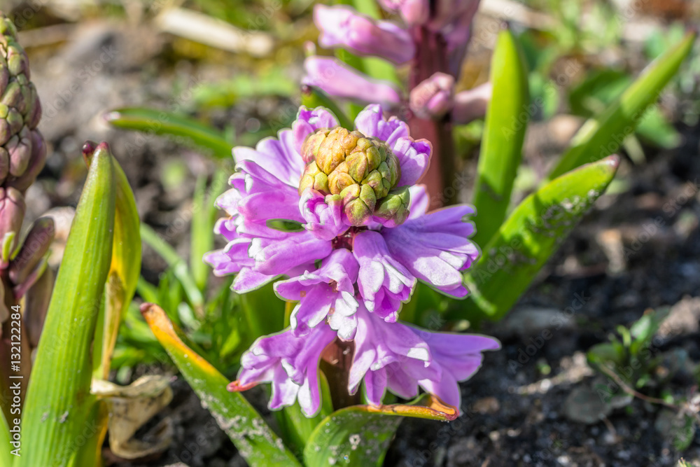 Pink hyacinth in the garden, spring flowers, macro
