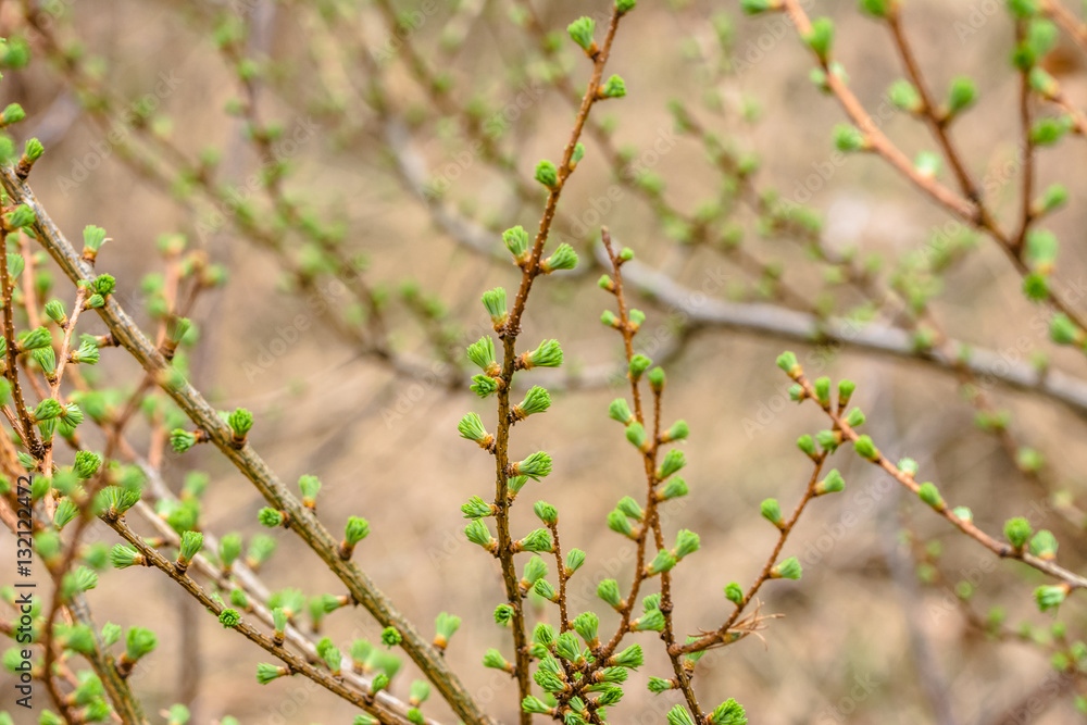 Needles larch, spring, fresh conifer twig with green buds Needles larch, spring, fresh conifer twig with green buds