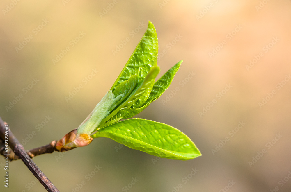 Young spring buds leaves macro bokeh background Young spring buds leaves macro bokeh background