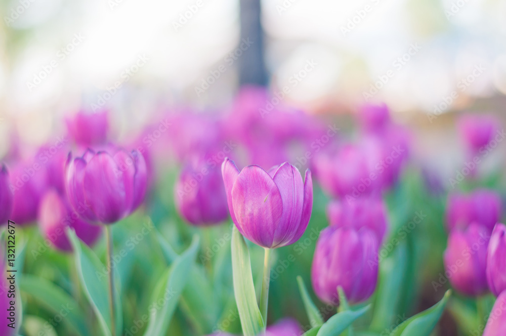 Pink tulip flower in garden,soft focus. Pink tulip flower in garden,soft focus.