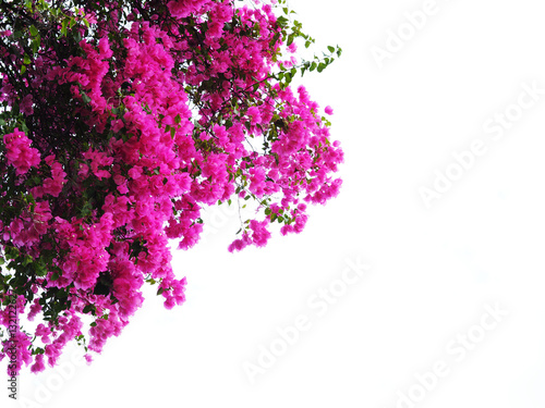 Murais de parede Pink Bougainvillea flower isolated