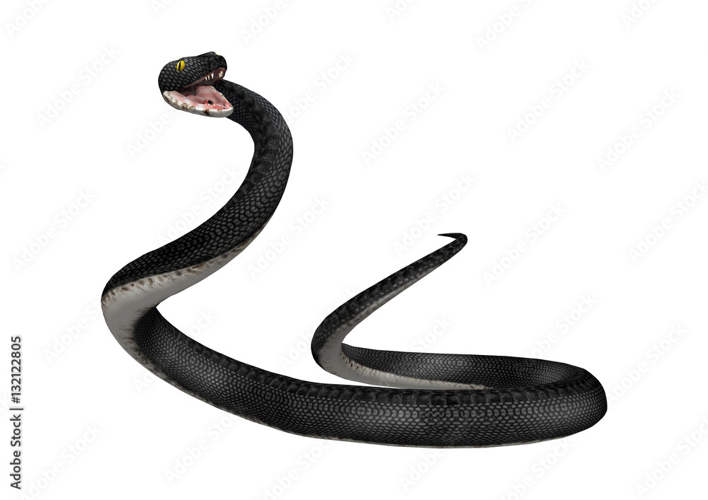 Fototapeta premium 3D Rendering Southern Black Racer on White