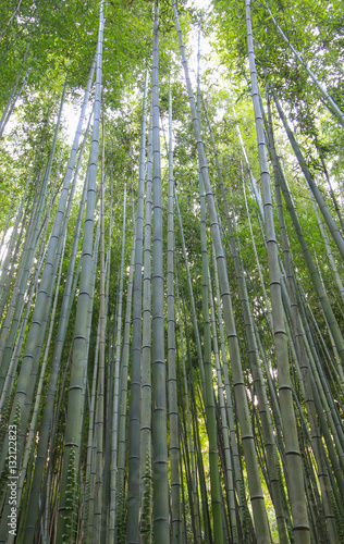 Dense bamboo forest in Damyang-gun, Korea (Juknokwon)