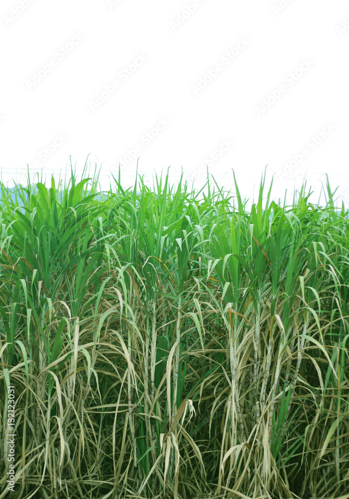 Fototapeta premium sugar cane plantation, Thailand