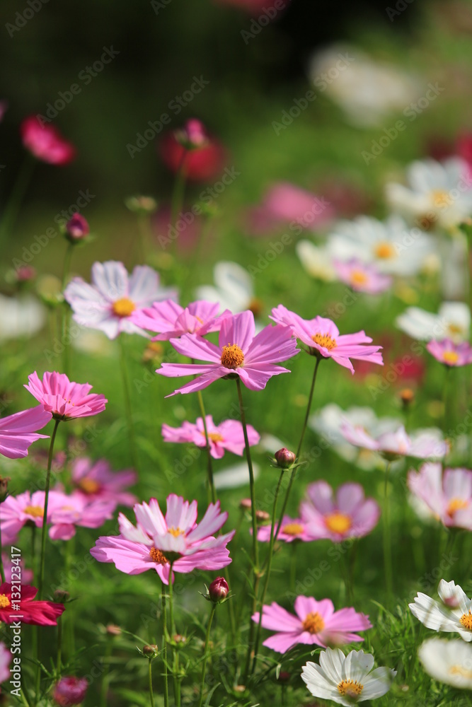 The Cosmos Flowers of grassland with a bee at Loei in northeatern of Thailand The Cosmos Flowers of grassland with a bee at Loei in northeatern of Thailand