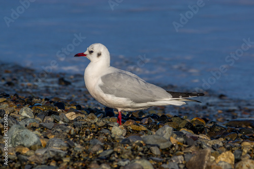 sea gulls on the pebble beach / Black-headed gull,Chroicocephalus ridibundus, Larus ridibundus