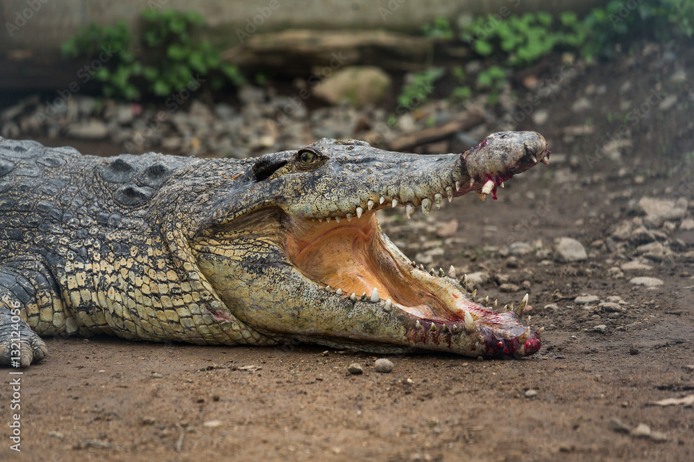 Fototapeta premium Crocodile getting hurt