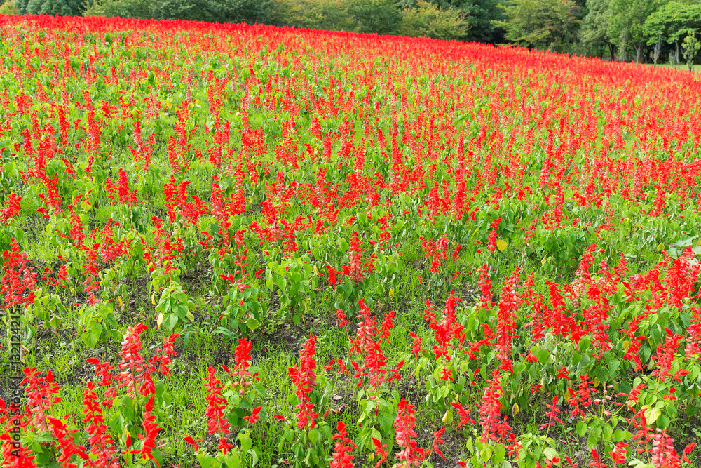Red Salvia field Red Salvia field