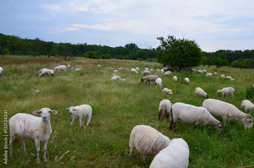 Obraz premium Schafe auf Wiese