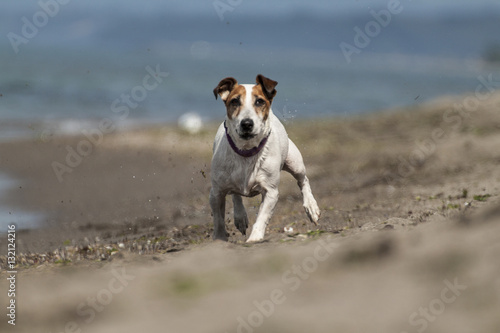Fototapeta Naklejka Na Ścianę i Meble -  jack russell terrier running on the sandy beach 