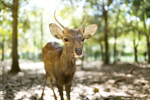 Fototapeta Naklejka Na Ścianę i Meble -  Deer at outdoor