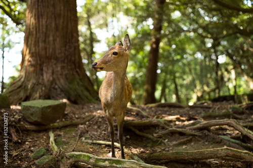 Fototapeta Naklejka Na Ścianę i Meble -  Roe deer