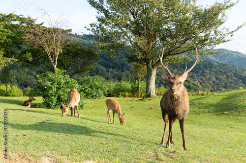 Stag Deer in Mount Wakakusa