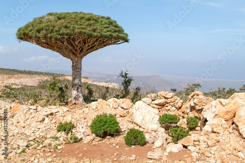 Endemic Dragon tree of Socotra Island
