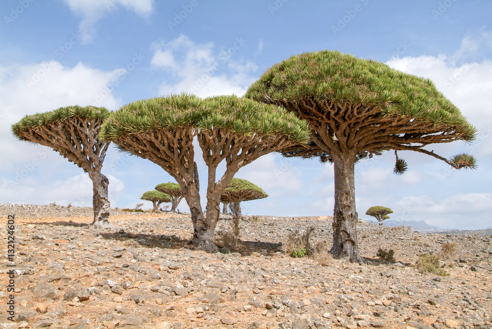 Fototapeta premium Endemic Dragon tree of Socotra Island