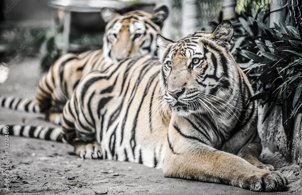 Obraz premium tiger lay on the ground with dramatic tone