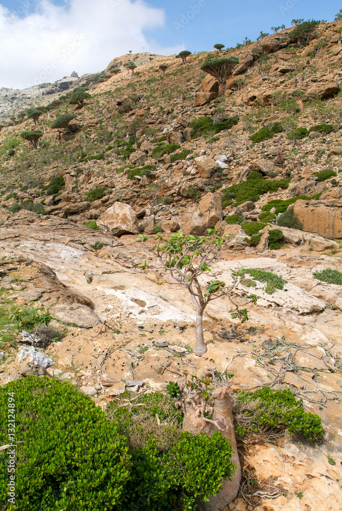 Valley in the mountains at the center of Socotra island Valley in the mountains at the center of Socotra island