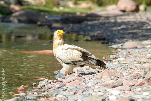 Egyptian Vulture (Neophron percnopterus) on Socotra island photo