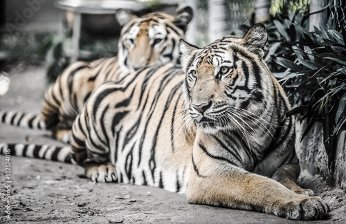 Fototapeta Naklejka Na Ścianę i Meble -  tiger lay on the ground with dramatic tone