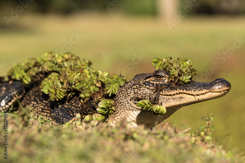 Alligator with decoration photo
